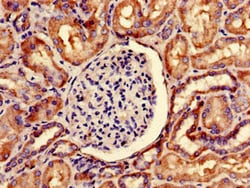 Invitrogen SNRPD1 Polyclonal Antibody 100 &mu;g; Unconjugated:Antibodies,