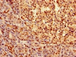 Invitrogen SOX9 Polyclonal Antibody 100 &mu;g | Buy Online | Invitrogen&trade; | Fisher Scientific