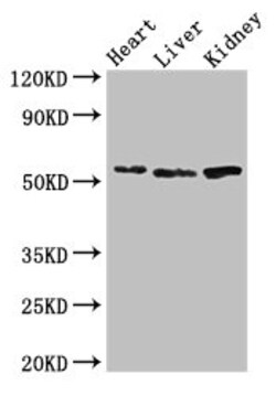 Invitrogen SOX9 Polyclonal Antibody 100 &mu;g | Buy Online | Invitrogen&trade; | Fisher Scientific