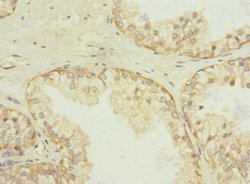 Invitrogen SQRDL Polyclonal Antibody 100 &mu;L; Unconjugated:Antibodies,