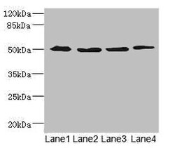 Invitrogen SQRDL Polyclonal Antibody 100 &mu;L; Unconjugated:Antibodies,
