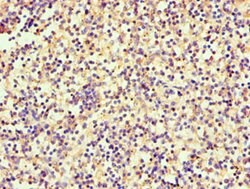 Serglycin Polyclonal Antibody:Antibodies, Polyclonal