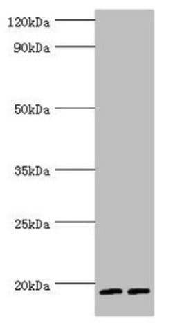 Serglycin Polyclonal Antibody:Antibodies, Polyclonal