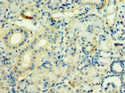 Invitrogen STXBP3 Polyclonal Antibody 100 &mu;L; Unconjugated:Antibodies,
