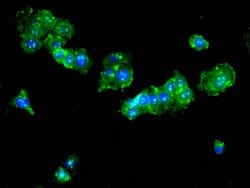 Invitrogen TAT Polyclonal Antibody 100 &mu;g; Unconjugated:Antibodies,