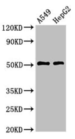 Invitrogen TAT Polyclonal Antibody 100 &mu;g; Unconjugated:Antibodies,