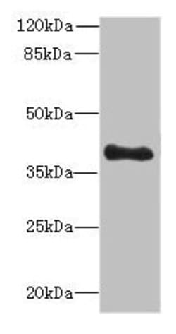 Invitrogen TFEC Polyclonal Antibody 100 &mu;g; Unconjugated:Antibodies,