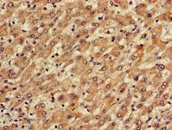 Invitrogen TGDS Polyclonal Antibody 100 &mu;g; Unconjugated:Antistoffer