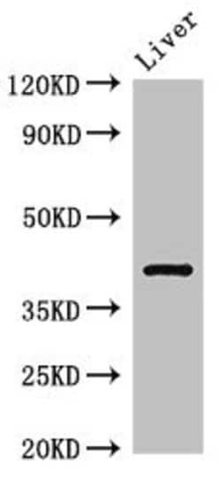 Invitrogen TGDS Polyclonal Antibody 100 &mu;g; Unconjugated:Antistoffer