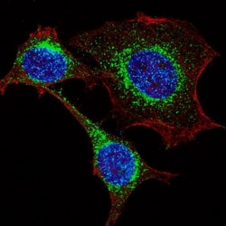 Invitrogen IFITM3 Polyclonal Antibody 400 &mu;L; Unconjugated:Antibodies,