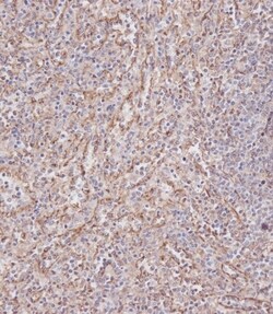 Invitrogen IFITM3 Polyclonal Antibody 400 &mu;L; Unconjugated:Antibodies,