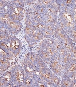 Invitrogen IFITM3 Polyclonal Antibody 400 &mu;L; Unconjugated:Antibodies,