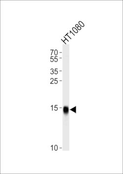 Invitrogen IFITM3 Polyclonal Antibody 400 &mu;L; Unconjugated:Antibodies,