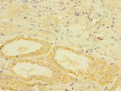 Invitrogen TGFBR3 Polyclonal Antibody 100 &mu;L; Unconjugated:Antibodies,