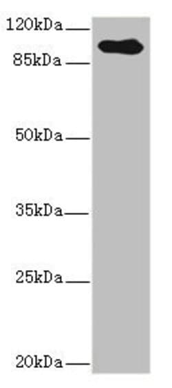 Invitrogen TGFBR3 Polyclonal Antibody 100 &mu;L; Unconjugated:Antibodies,