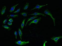 Invitrogen RPL27 Polyclonal Antibody 100 &mu;g; Unconjugated:Antibodies,