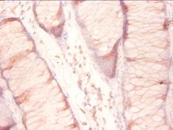 Invitrogen RPL27 Polyclonal Antibody 100 &mu;g; Unconjugated:Antibodies,