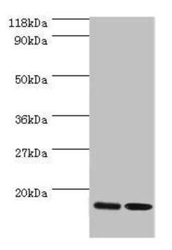 Invitrogen RPL27 Polyclonal Antibody 100 &mu;g; Unconjugated:Antibodies,