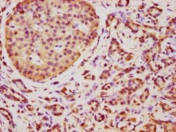 Invitrogen TMEM14A Polyclonal Antibody 100 &mu;g; Unconjugated:Antibodies,