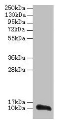 Invitrogen TMEM14A Polyclonal Antibody 100 &mu;g; Unconjugated:Antibodies,