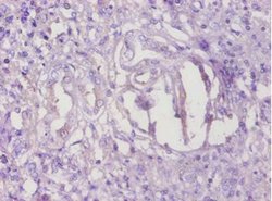 Invitrogen TMEM14B Polyclonal Antibody 100 &mu;g; Unconjugated:Antibodies,