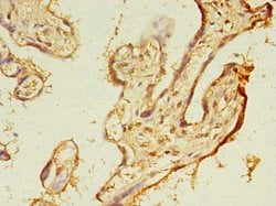 TMEM165 Polyclonal Antibody:Antibodies, Polyclonal