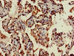Invitrogen STING Polyclonal Antibody 100 μg; Unconjugated:Antibodies,
