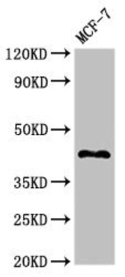 Invitrogen STING Polyclonal Antibody 100 μg; Unconjugated:Antibodies,