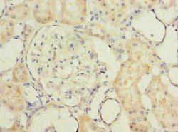 Invitrogen TMEM186 Polyclonal Antibody 100 μg; Unconjugated:Antibodies,