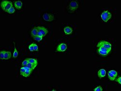 Invitrogen TMEM222 Polyclonal Antibody 100 &mu;g; Unconjugated:Antibodies,