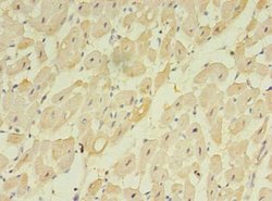Invitrogen TMEM222 Polyclonal Antibody 100 &mu;g; Unconjugated:Antibodies,