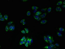 Invitrogen TM41A Polyclonal Antibody 100 &mu;g; Unconjugated:Antibodies,