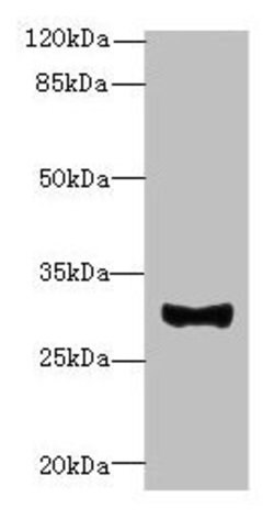 Invitrogen TM41A Polyclonal Antibody 100 &mu;g; Unconjugated:Antibodies,