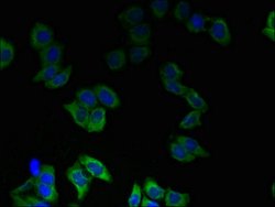 Invitrogen TMEM55A Polyclonal Antibody 100 &mu;g; Unconjugated:Antibodies,