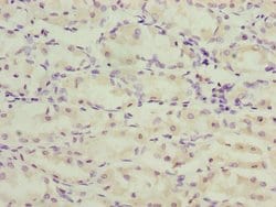Invitrogen TMEM71 Polyclonal Antibody 100 &mu;g; Unconjugated:Antibodies,