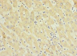 Invitrogen TMEM91 Polyclonal Antibody 100 &mu;g; Unconjugated:Antibodies,
