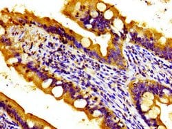 Invitrogen TOB1 Polyclonal Antibody 100 &mu;g; Unconjugated:Antibodies,