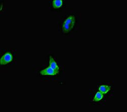 Invitrogen TOX3 Polyclonal Antibody 100 &mu;g; Unconjugated:Antibodies,