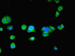 Invitrogen TPPP2 Polyclonal Antibody 100 &mu;g; Unconjugated:Antibodies,