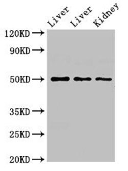 Invitrogen TPST1 Polyclonal Antibody 100 μg; Unconjugated:Antibodies,