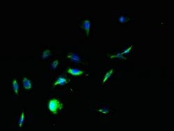 Invitrogen PTEN2 Polyclonal Antibody 100 μg; Unconjugated:Antibodies,