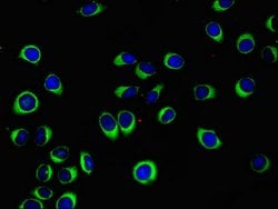 Invitrogen WISP1 Polyclonal Antibody 100 &mu;g; Unconjugated:Antibodies,