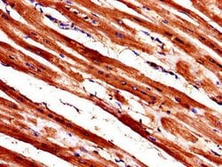 Invitrogen WISP1 Polyclonal Antibody 100 &mu;g; Unconjugated:Antibodies,