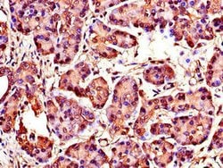 Invitrogen WISP1 Polyclonal Antibody 100 &mu;g; Unconjugated:Antibodies,