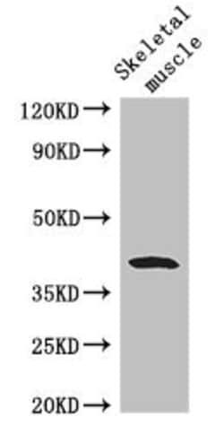 Invitrogen WISP1 Polyclonal Antibody 100 &mu;g; Unconjugated:Antibodies,