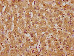 Invitrogen WRB Polyclonal Antibody 100 μg; Unconjugated:Antibodies,