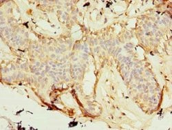 ZNF19 Polyclonal Antibody, Invitrogen 100 &mu;g; Unconjugated:Antibodies,