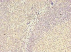 Invitrogen ZNF238 Polyclonal Antibody 100 &mu;g; Unconjugated:Antibodies,