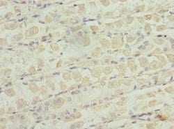 Invitrogen ZNF324 Polyclonal Antibody 100 &mu;L; Unconjugated:Antibodies,