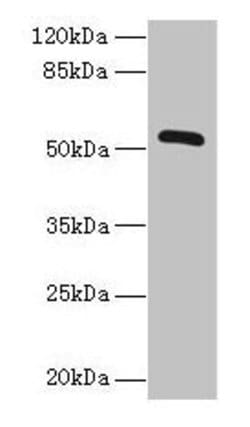 Invitrogen ZNF410 Polyclonal Antibody 100 &mu;g; Unconjugated:Antibodies,